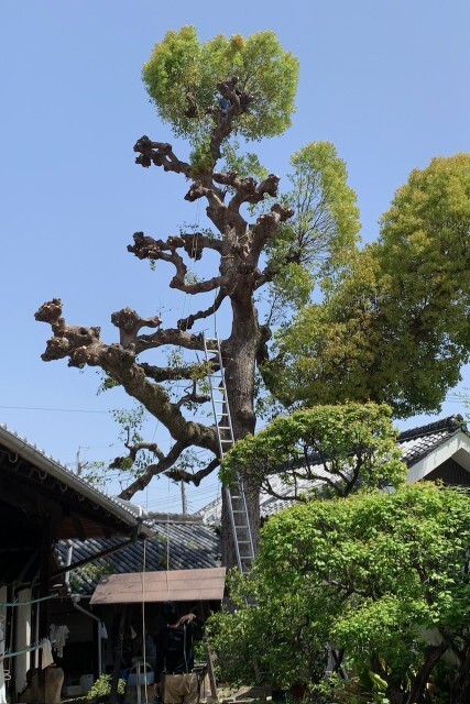 造園